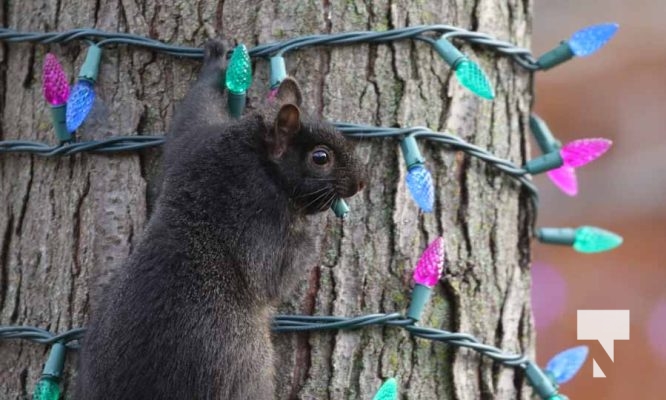 November 23, 2025 Christmas Magic Squirrels 2971