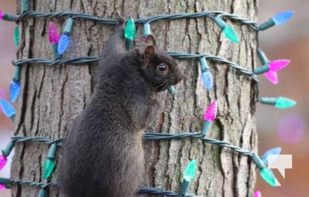 November 23, 2025 Christmas Magic Squirrels 2972