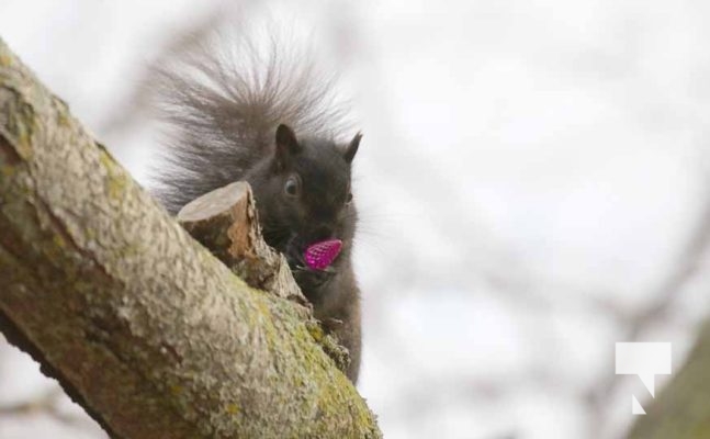 November 23, 2025 Christmas Magic Squirrels 2973