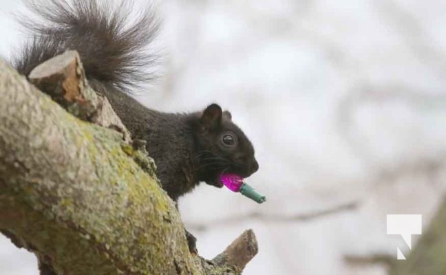 November 23, 2025 Christmas Magic Squirrels 2974