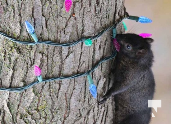 November 23, 2025 Christmas Magic Squirrels 2975