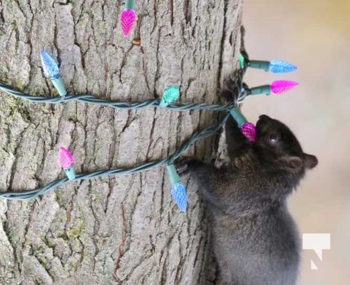 November 23, 2025 Christmas Magic Squirrels 2977