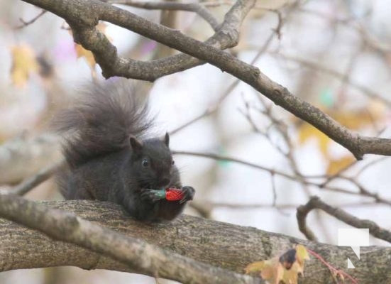 November 23, 2025 Christmas Magic Squirrels 2978