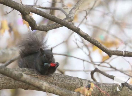 November 23, 2025 Christmas Magic Squirrels 2979