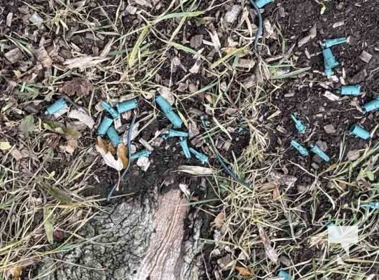 November 23, 2025 Christmas Magic Squirrels 2981