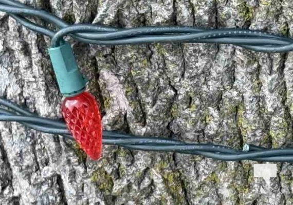 November 23, 2025 Christmas Magic Squirrels 2982