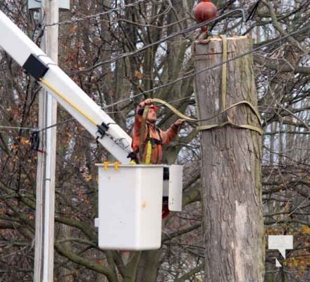 November 25, 2025 Tree Coming Down Cobourg 3003