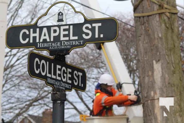 November 25, 2025 Tree Coming Down Cobourg 3004