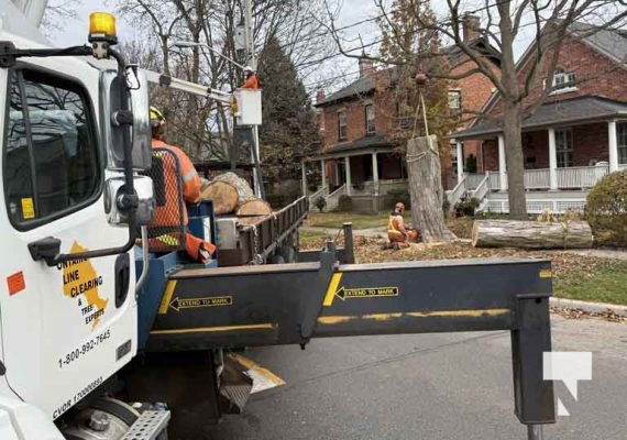 November 25, 2025 Tree Coming Down Cobourg 3005