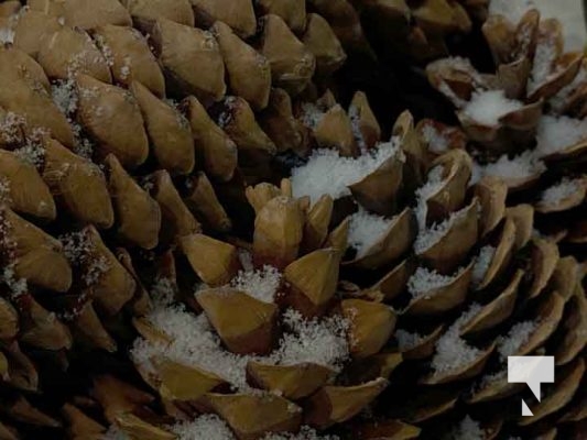 November 28, 2025 Christmas Decoration 3109