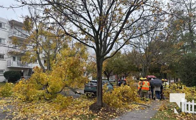 November 3, 2025 Tree Falls On Car Cobourg 2185