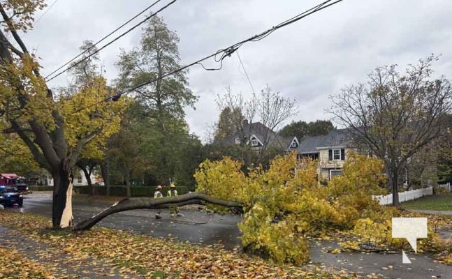 November 3, 2025 Tree Falls On Car Cobourg 2186