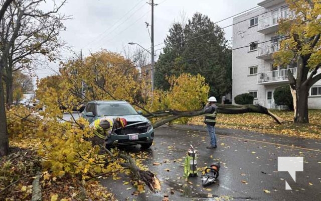 November 3, 2025 Tree Falls On Car Cobourg 2187