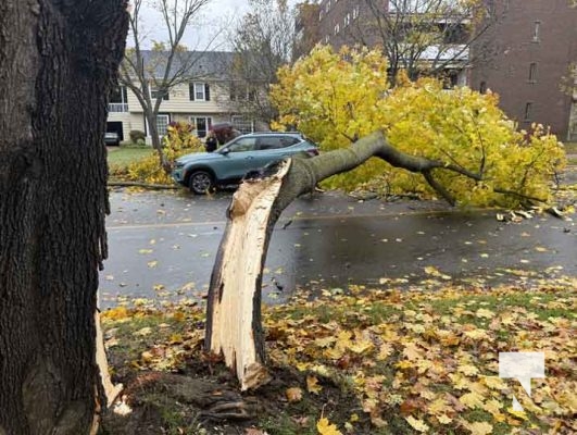 November 3, 2025 Tree Falls On Car Cobourg 2191