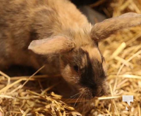 December 24, 2025 Christmas Eve Service St Peters Church3704