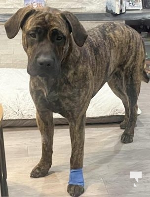 December 4, 2025 Dog Rescue Little Lake3304