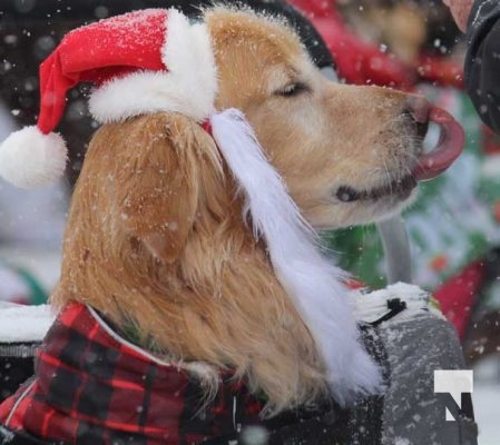 December 7, 2025 Castleton Pet Parade3390