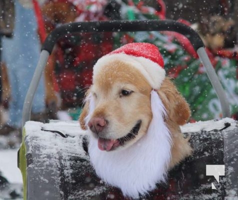 December 7, 2025 Castleton Pet Parade3391