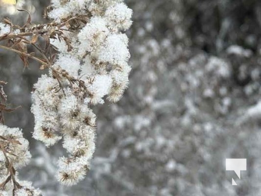 December 7, 2025 Nawautin Sanctuary Grafton3415