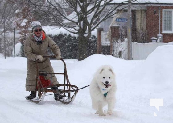 January 15, 2026 Dog Sled4442