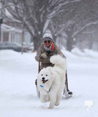 January 15, 2026 Dog Sled4444