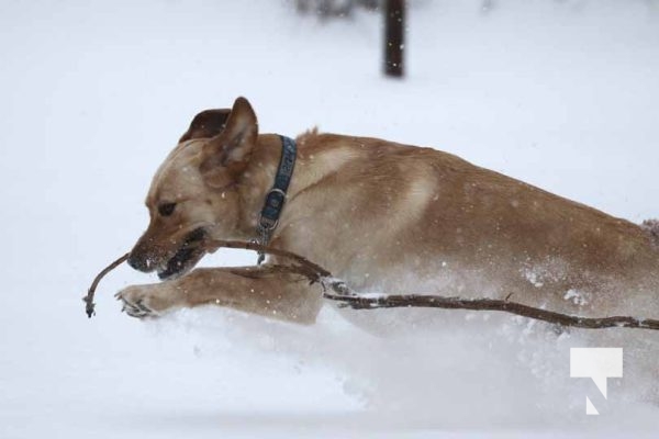 January 15, 2026 Dog Snow4440