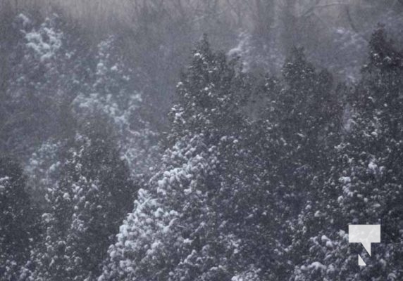 January 15, 2026 Tree Snow4438