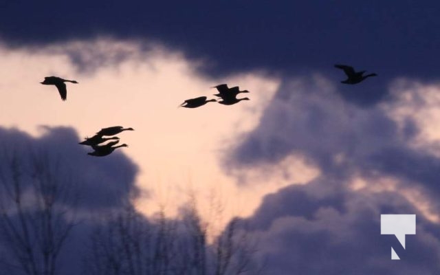 January 19, 2026 Ducks Sunset4555