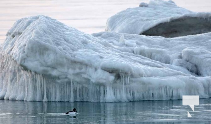 January 24, 2026 Cobourg Harbour4629