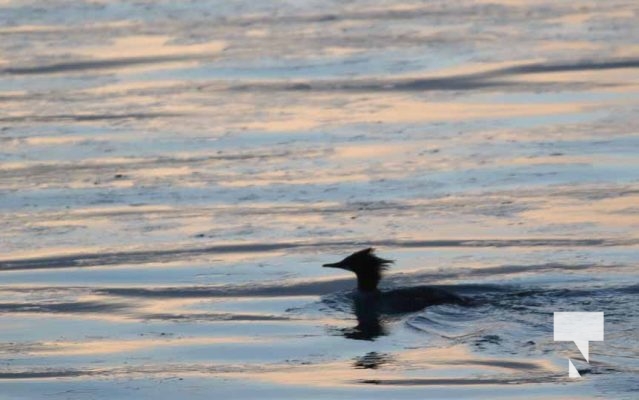 January 24, 2026 Cobourg Harbour4631