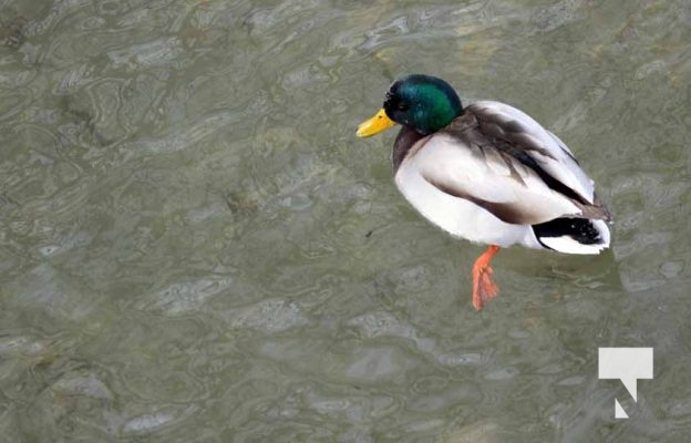 January 26, 2026 Ducks Geese4665