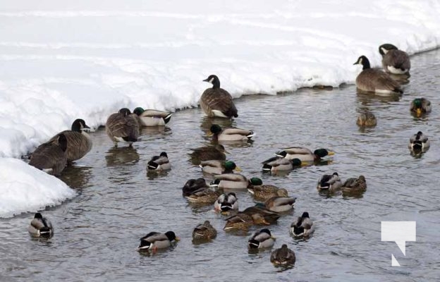 January 26, 2026 Ducks Geese4666