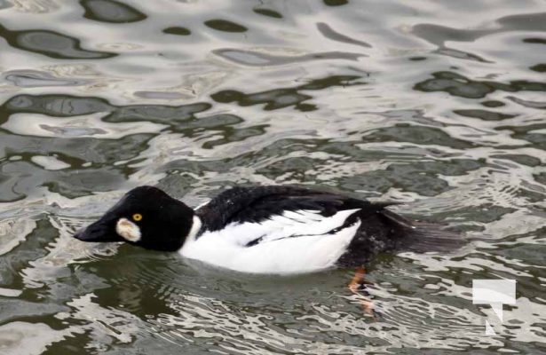 January 26, 2026 Ducks Geese4669