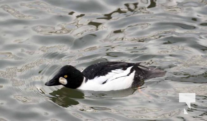 January 26, 2026 Ducks Geese4670