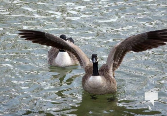 January 26, 2026 Ducks Geese4671