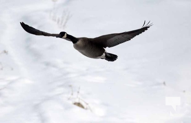 January 26, 2026 Ducks Geese4672