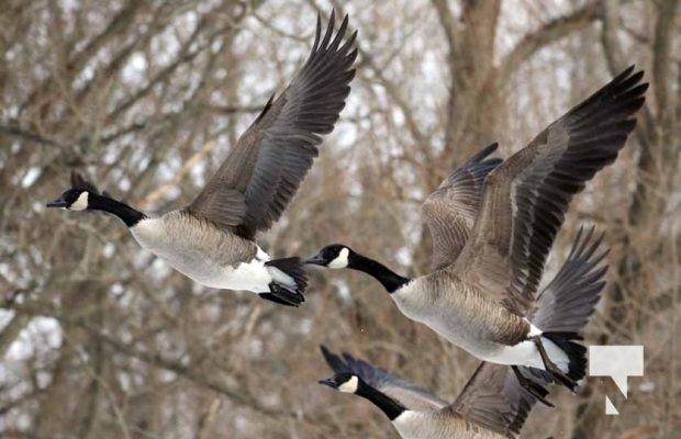 January 26, 2026 Ducks Geese4673