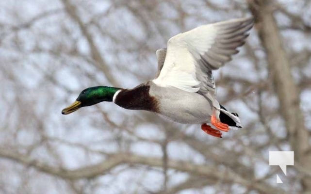 January 26, 2026 Ducks Geese4675