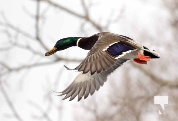 January 26, 2026 Ducks Geese4676