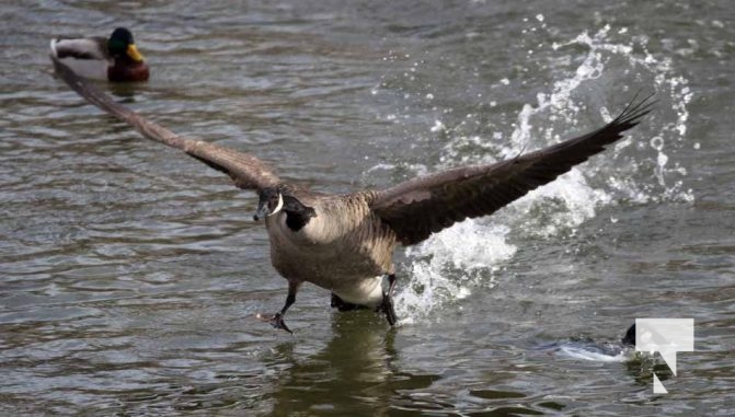 January 26, 2026 Ducks Geese4677