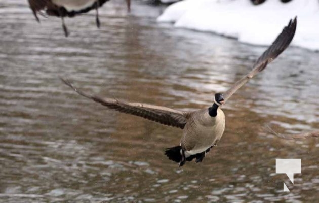 January 26, 2026 Ducks Geese4680