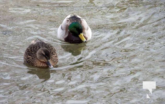 January 26, 2026 Ducks Geese4681