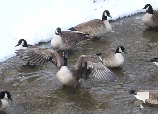 January 26, 2026 Ducks Geese4682