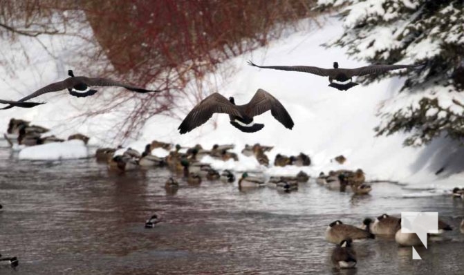 January 26, 2026 Ducks Geese4683