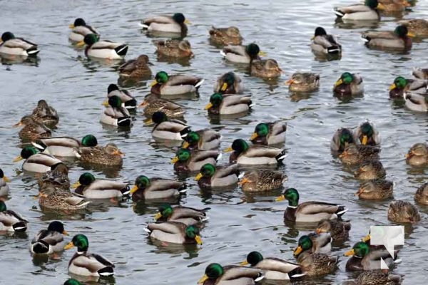 January 26, 2026 Ducks Geese4685