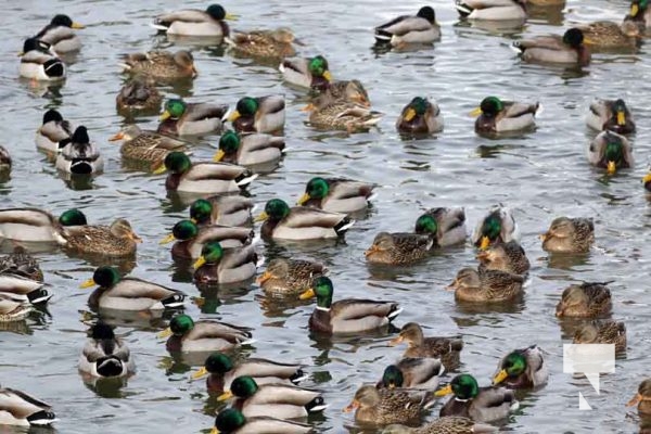 January 26, 2026 Ducks Geese4686