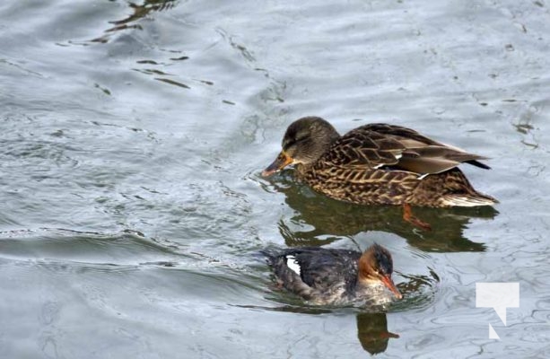 January 26, 2026 Ducks Geese4687