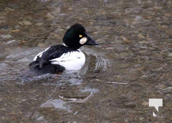 January 26, 2026 Ducks Geese4689