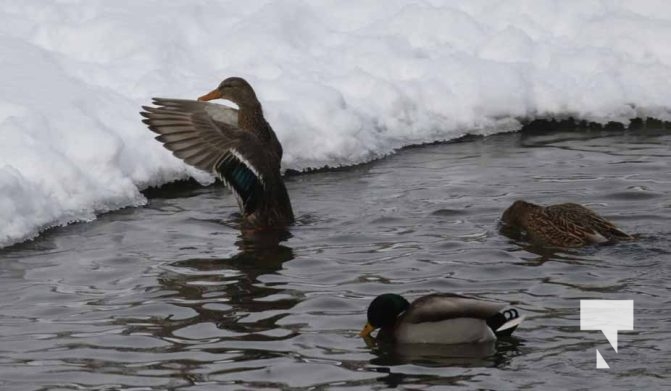 January 26, 2026 Ducks Geese4691