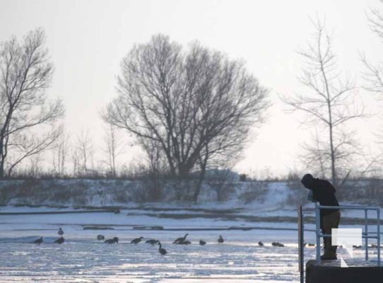 January 8, 2026 Harbour Ice Geese Ducks Sunset Pier4191